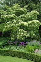 Cornus kousa var. chinensis, le cornouiller chinois, un arbre à feuilles caduques portant des bractées blanc crème au printemps et des feuilles vert foncé qui deviennent cramoisies en automne.