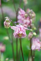 Aquilegia vulgaris, Granny's bonnets ou Columbine, une plante herbacée vivace auto-ensemencée, fleurissant en juin