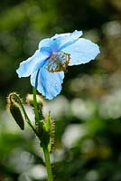 Meconopsis 'Lingholm '. Pavot bleu de l'Himalaya, mai, Surrey, England, UK