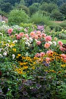Un parterre de fleurs coloré de fin d'été Dahlia 'Préférence', Dahlia 'Ice Queen' et Rudbeckia hirta.
