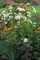 Un parterre de fleurs coloré de fin d'été planté de Dahlia 'Silver Years', Rudbeckia 'Rustic Colours' et Amaranthus.