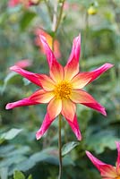 Dahlia 'Honka Surprise', un dahlia unique en forme d'étoile avec des fleurs légèrement parfumées.