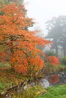 À gauche de l'étang, Nyssa sylvatica, tupelo, avec des feuilles d'automne dorées et rouges. Au-delà, Nyssa sylvatica 'Autumn Cascades '.