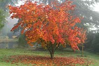 Acer palmatum var heptalobum, érable, a des feuilles palmées de jusqu'à 9 folioles, devenant rouges et orange en automne.