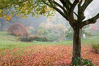 Tapis de feuilles d'automne rouge sous Acer henryi, érable d'Henry. Extrême gauche, minuscule hêtre cuivré pleureur.