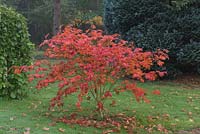Acer japonicum 'Aconitifolium', érable japonais duveteux, a un feuillage de printemps vert, devenant cramoisi en automne.
