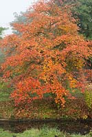 Nyssa sylvatica, tupelo, avec des feuilles d'automne dorées et rouges.