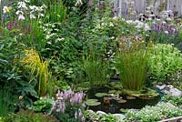Un petit étang faunique planté de joncs et de nénuphars. Plantation marginale d'iris, d'herbes, d'hostas et de fabrique de glace.