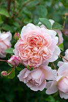 Rosa 'Wildeve', une rose anglaise de David Austin avec des rosettes parfumées parfaitement coupées en quartiers.