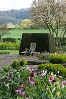 Un jardin de campagne avec vue sur la colline de Clytha au-delà de l'if topiaire et du parterre de printemps de Tulipa 'Florosa', 'Tres Chic', 'Black Parrot' et 'Rosalie '.