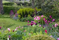 Un parterre de printemps mélangé avec Euphorbia, Buxus et Tulipa 'Queen of Night', 'Florosa', 'Don Quichotte', 'Black Parrot' et 'Rosalie '.