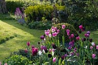 Un parterre de printemps mélangé avec Euphorbia, Buxus et Tulipa 'Queen of Night', 'Florosa', 'Don Quichotte', 'Black Parrot' et 'Rosalie '.