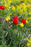 Une combinaison printanière contrastée de Tulipa 'Red Emperor' et Smyrnium perfoliatum.