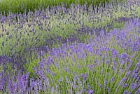 Vagues de lavandes L angustifolia 'Lullaby Blue' et 'Royal Velvet '. Derrière, L x chaytorae' Gorgeous '.