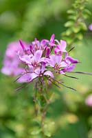 Cleome hassleriana 'Violet Queen', fleur d'araignée, une grande floraison annuelle de juin