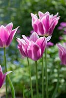 Tulipa 'Ballade', une tulipe à fleurs de lys aux fleurs mauves violettes douces avec des marges blanches bien définies