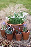 Pot établi depuis longtemps de Galanthus 'Mrs Thompson', entouré de pots d'Hepatica nobilis, Cyclamen coum 'Alba' et Iris reticulata 'Alida '.