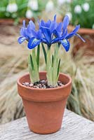 Iris histrioides 'Lady Beatrix Stanley', un riche iris réticulata bleu qui fleurit en janvier, février et mars.