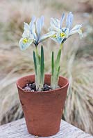 Iris reticulata 'Katharine Hodgkin', un hybride distinctif, en grande partie jaune avec des veines et des marques bleues et vert d'eau. Floraison janvier, février et mars.