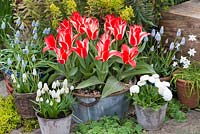 Baignoire en acier de Tulipa 'Pinocchio', une tulipe naine Greigii fleurissant en mars sur fond d'euphorbe. Pots de jacinthes de raisin, marguerites ipheion et bellis.