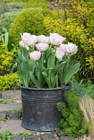 Dans un ancien pot en cuivre, Tulipa 'Angelique', une double tulipe à floraison tardive à pétales roses, fleurissant en avril.