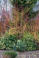 Salix var. vitellina 'Britzensis', un arbuste à feuilles caduques compact avec des tiges orange vif et rouge en hiver.
