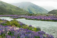 Vallée à côté de la rivière Ahuriri près d'Omarama dans l'île du Sud, Nouvelle-Zélande. Les lupins s'auto-ensemencent de manière si prolifique qu'ils sont maintenant classés comme plante envahissante.