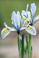 Iris reticulata 'Katharine Hodgkin', un hybride distinctif, en grande partie jaune avec des veines et des marques bleues et vert d'eau. floraison janvier, février et mars.