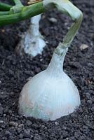 Allium cepa 'Snowball '. Oignon cultivé en automne