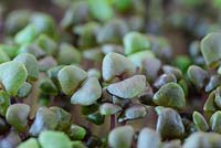 Ocimum basilicum 'Dark Opal '. Basilic cultivé à l'intérieur comme salade de micro-feuilles. Graines semées sur un tapis humide formant les premières feuilles des graines