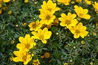 Bidens 'Bee Giant Yellow' au salon HTA Plant Show 2016