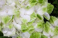 Hortensia 'Wings' au salon HTA Plant Show 2016