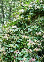 Lonicera japonica var. repens et Rosa 'Felicite et Perpetue', France