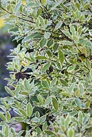 Pittosporum tenuifolium 'Variegatum' - juin, France