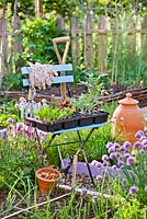 Plateau de plants de légumes et d'herbes sur une chaise au printemps. Tomates, bettes à carde, chou-rave, betteraves, échalotes.