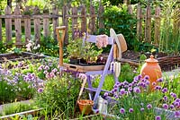Plateau de plants de légumes et d'herbes sur une chaise au printemps. Tomates, bettes à carde, chou-rave, betteraves, échalotes, sauge.