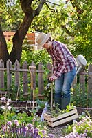 Femme plantant des plants de légumes dans un parterre de fleurs. Concombre.