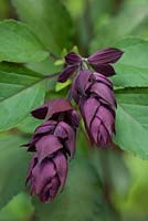 Salvia 'Love and Wishes' - sauge hybride