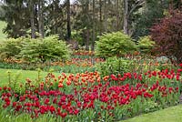Parterres de fleurs herbeuses avec Tulipa dans le jardin chaud - Pashley Manor Gardens, Kent, UK