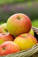 Pommes dans un panier - Malus 'Peasgood's Nonsuch'