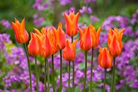 Tulipa 'Ballerine' devant l'honnêteté