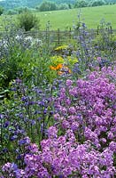 Le jardin de coupe à Perch Hill avec Hesperis matronalis - Sweet rocket et Anchusa azurea 'Dropmore' au premier plan.