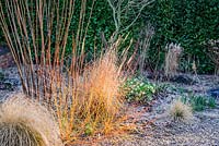 Cornus sanguinea 'Midwinter Fire' attrape l'aube dans le jardin de gravier à Windy Ridge, Little Wenlock, Shropshire, Royaume-Uni