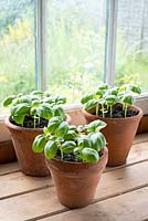 Pots de basilic doux, Ocimum basilicum, dans des pots en terre cuite par fenêtre.