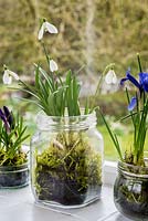 Bulbes d'hiver dans des bocaux en verre avec de la mousse sur le rebord de la fenêtre - iris reticulata, crocus et galanthus nivalis