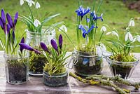 Bulbes d'hiver dans des bocaux en verre avec de la mousse - iris reticulata, crocus et galanthus nivalis