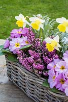 Pot de printemps avec senecio, primevères roses et erica et Narcisse 'Topolino'