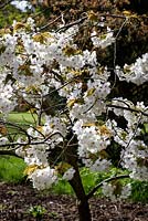 Prunus 'Tai-Haku', Grande Cerise Blanche