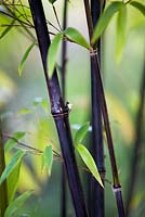 Phyllostachys nigra, chaume et nœud de bambou noir, fin de l'été, jardin botanique de Göteborg, Suède.