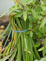 Utilisez des bandes élastiques pour ranger et attacher les feuilles de jonquille pendant qu'elles remettent la bonté dans l'ampoule.